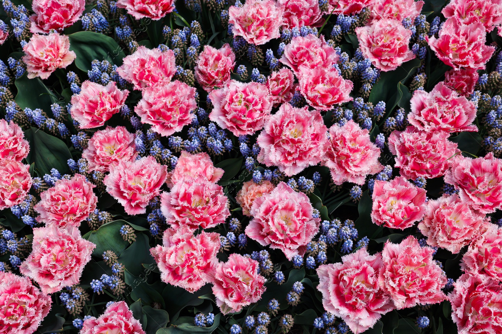 Photo of Many beautiful tulip and muscari flowers as background, above view. Spring season