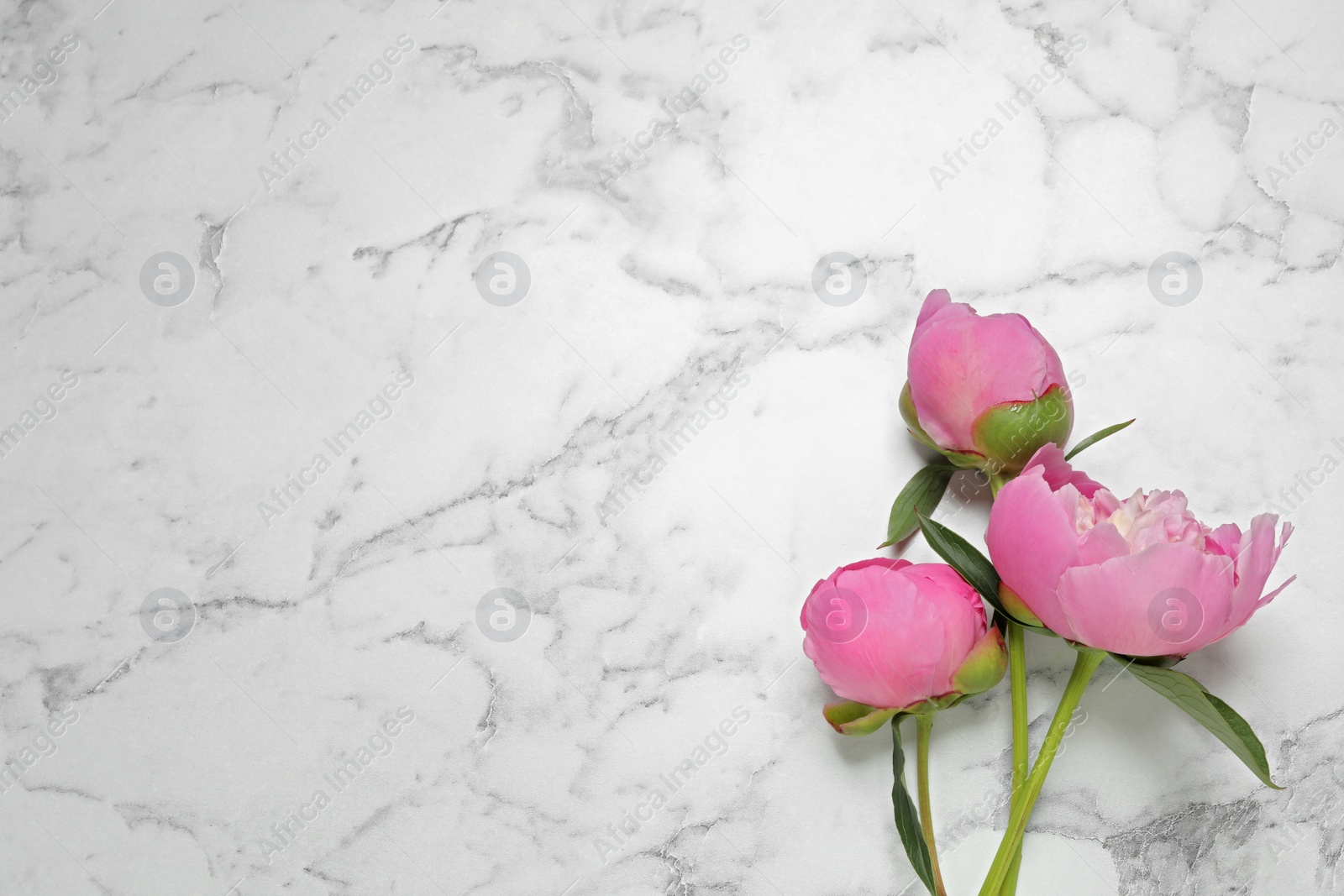 Photo of Beautiful peonies on white marble background, flat lay. Space for text