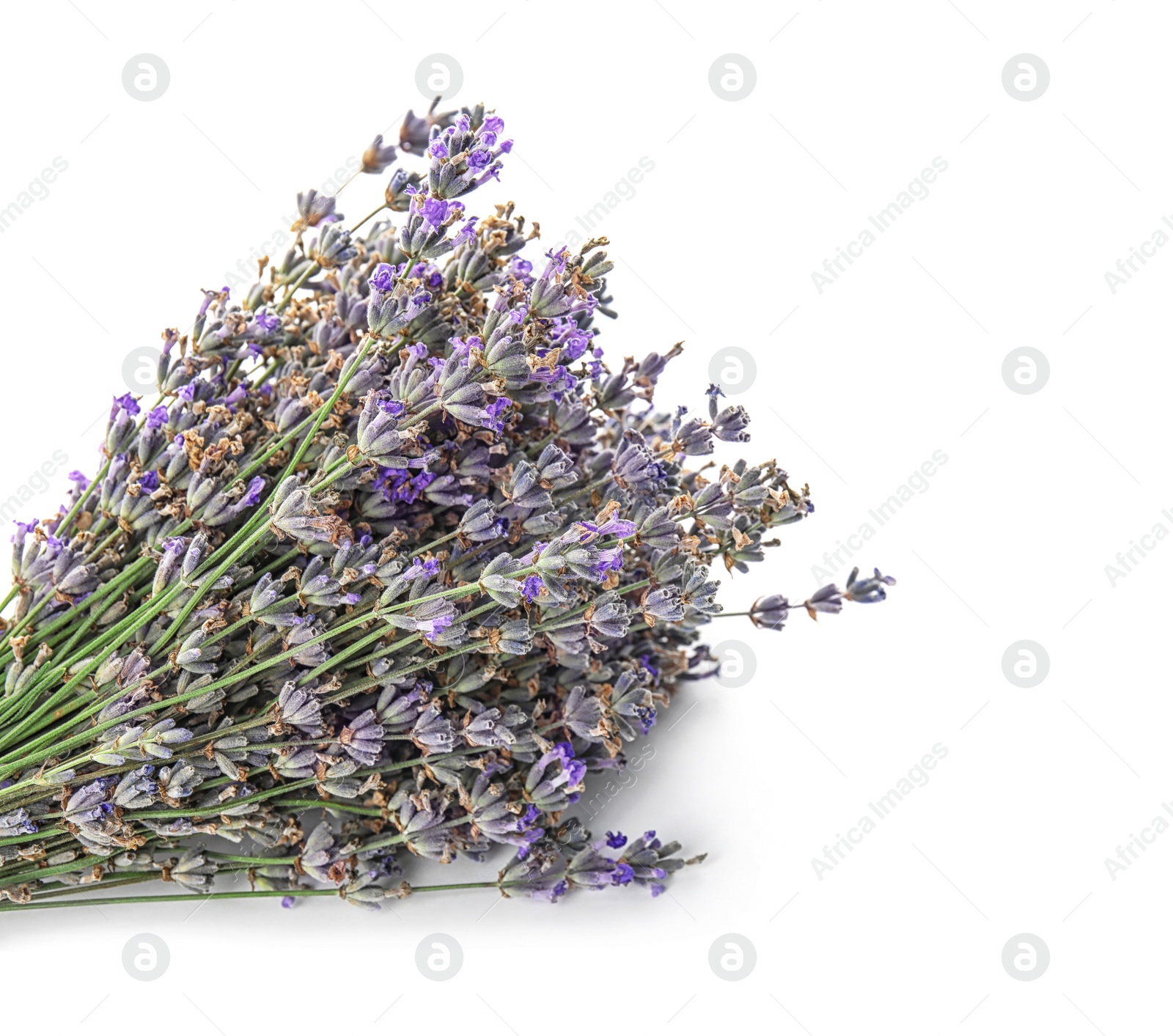 Photo of Beautiful blooming lavender flowers on white background