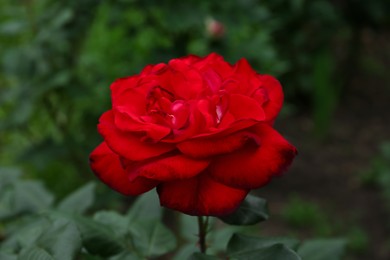 Photo of Beautiful blooming red rose outdoors, closeup view