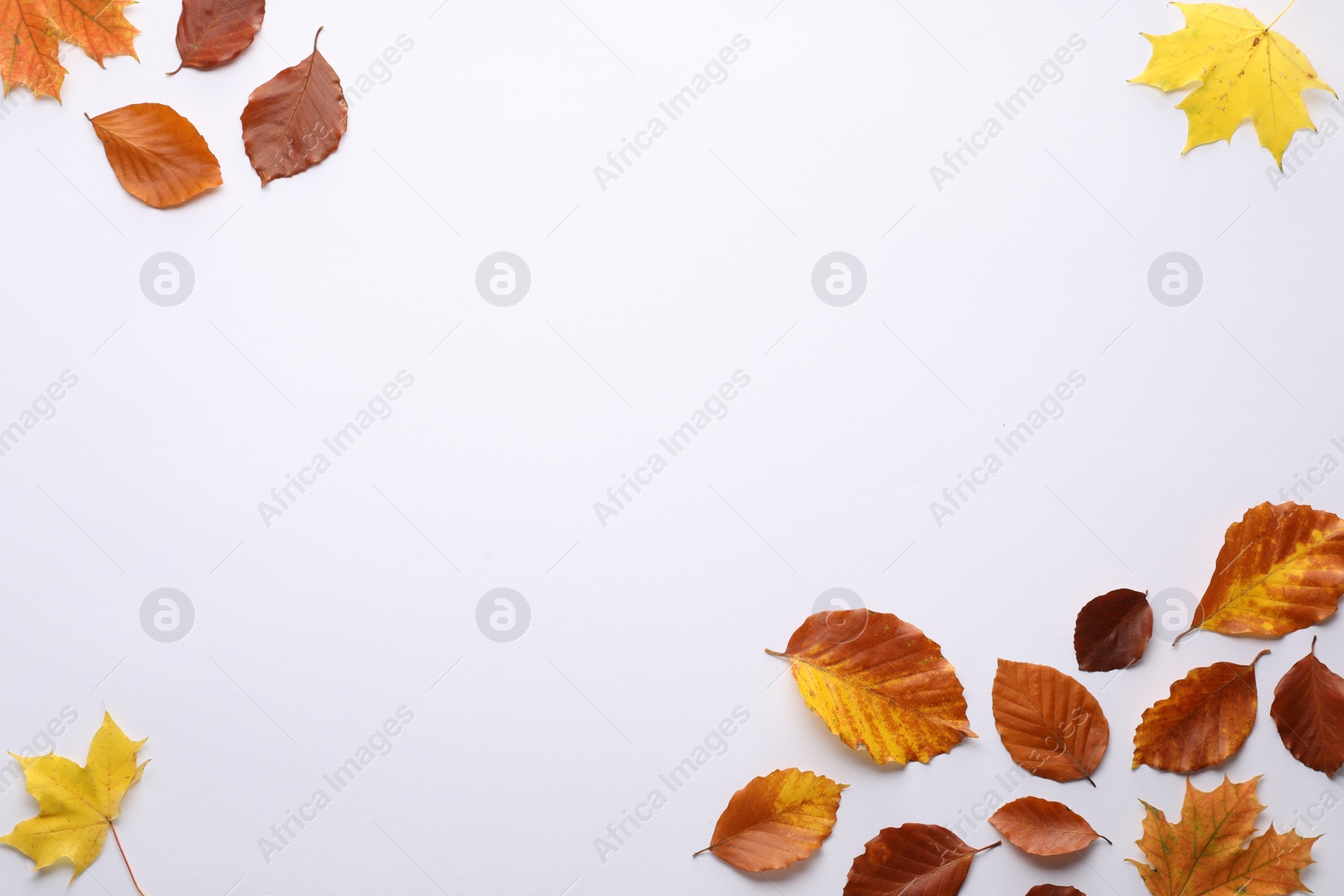 Photo of Dry autumn leaves on white background, flat lay. Space for text