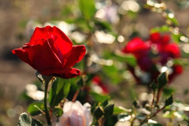 Beautiful blooming rose in garden on sunny day, space for text