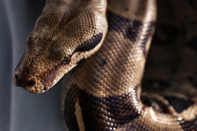 Photo of Closeup view of big brown boa constrictor