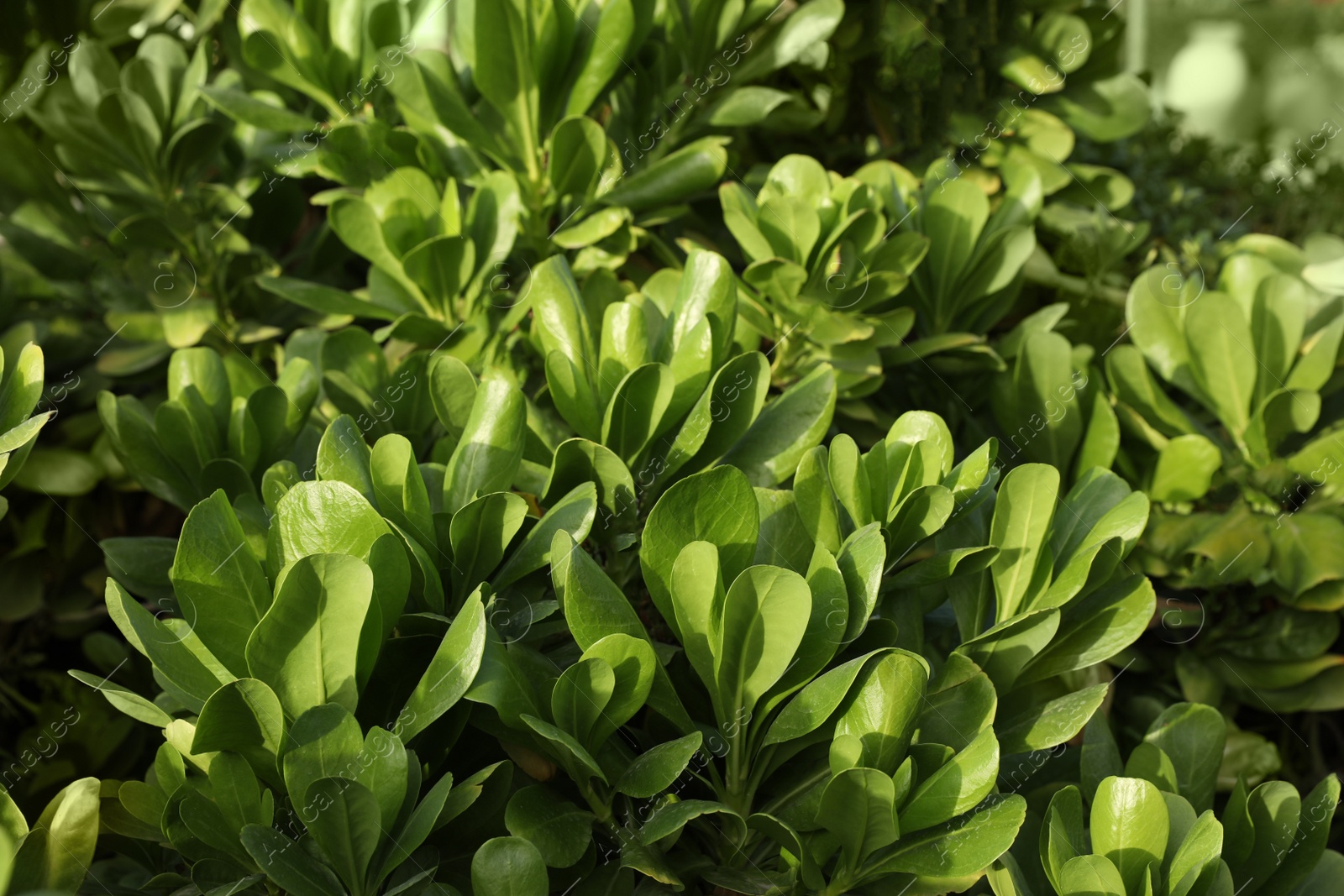 Photo of Beautiful exotic plant outdoors on sunny day, closeup