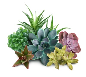 Collection of different beautiful succulents on white background