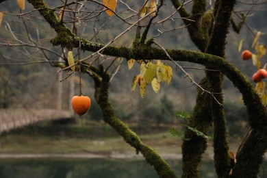 Photo of Ripe persimmon growing on tree near river