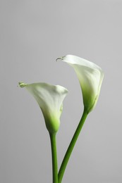 Beautiful calla lily flowers on white background