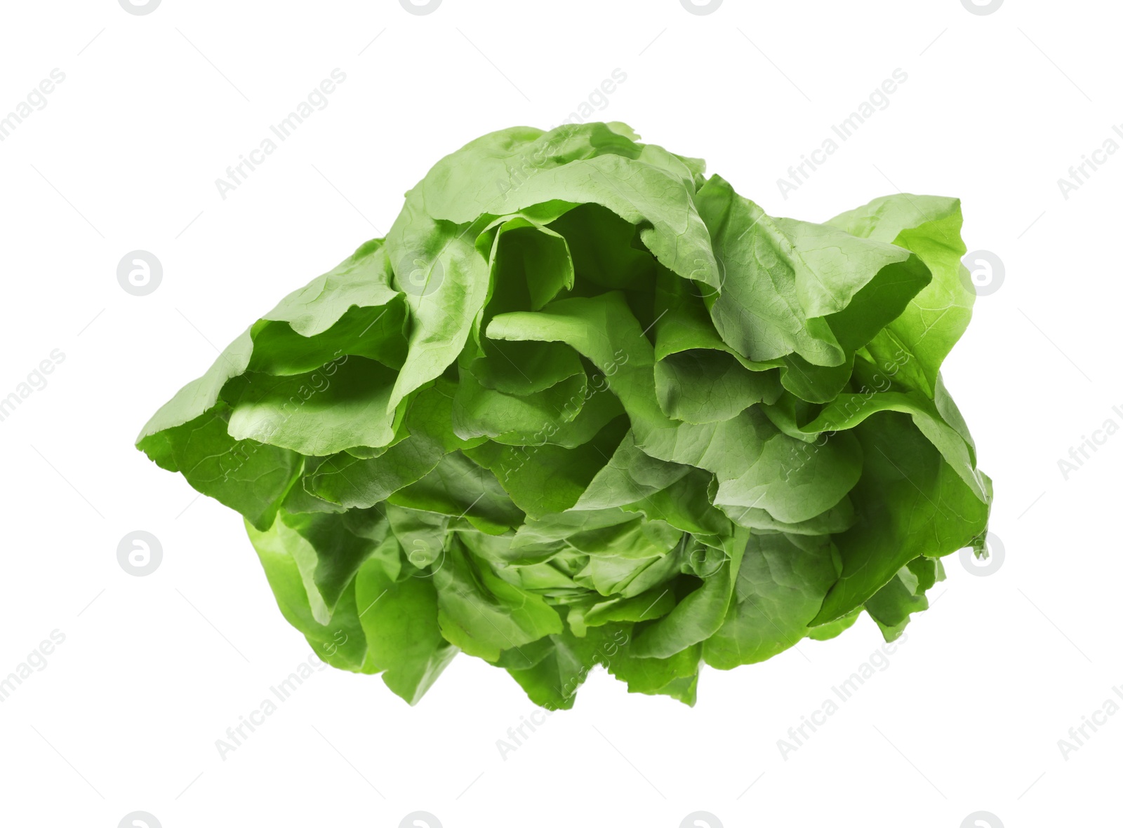 Photo of Fresh green butter lettuce head isolated on white