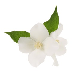 Photo of Branch of jasmine flowers and leaves isolated on white