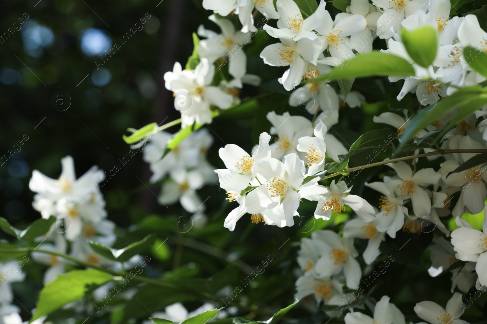 Photo of Beautiful blooming white jasmine shrub outdoors, closeup