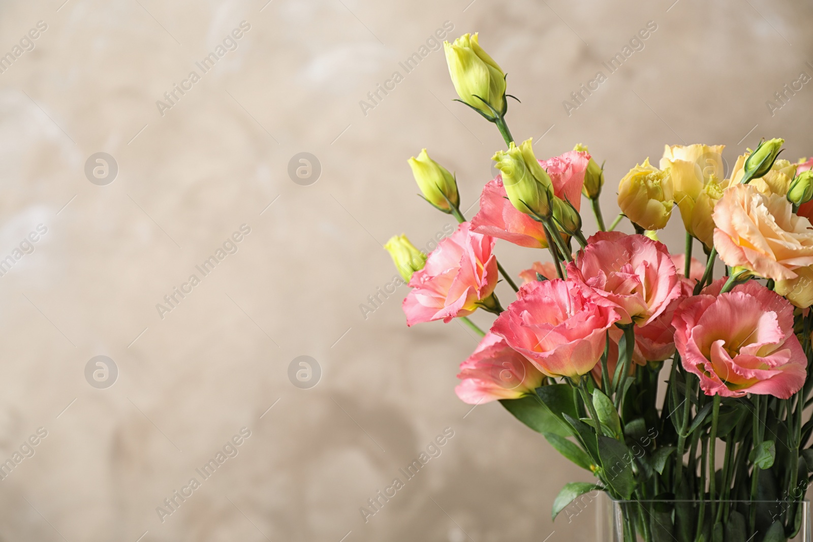 Photo of Eustoma flowers against beige background, space for text