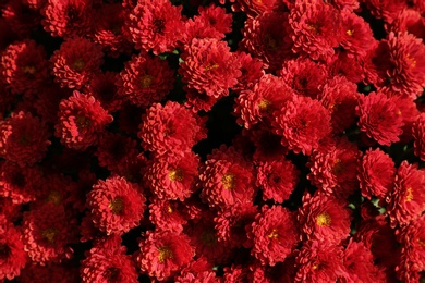 Photo of Beautiful fresh bouquet of colorful chrysanthemum flowers