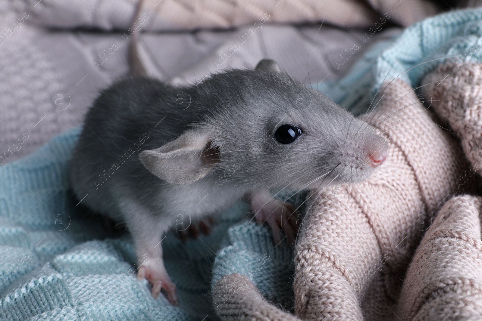 Photo of Cute small rat on soft knitted plaid, closeup