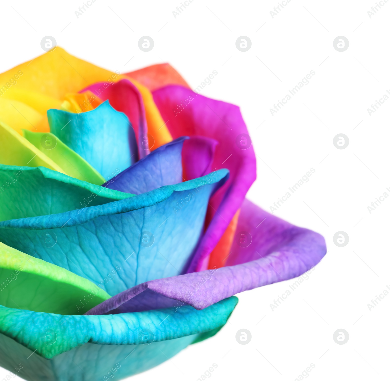 Photo of Amazing rainbow rose flower on white background