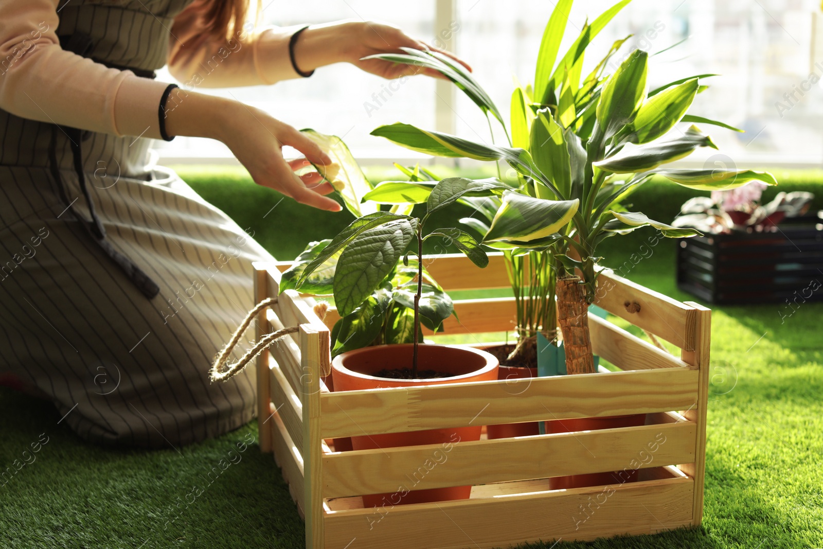 Photo of Woman taking care of plants indoors, closeup. Home gardening