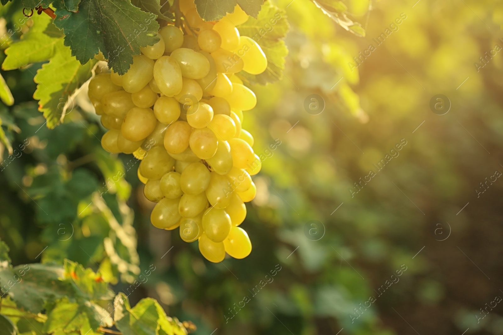 Photo of Bunch of fresh ripe juicy grapes against blurred background