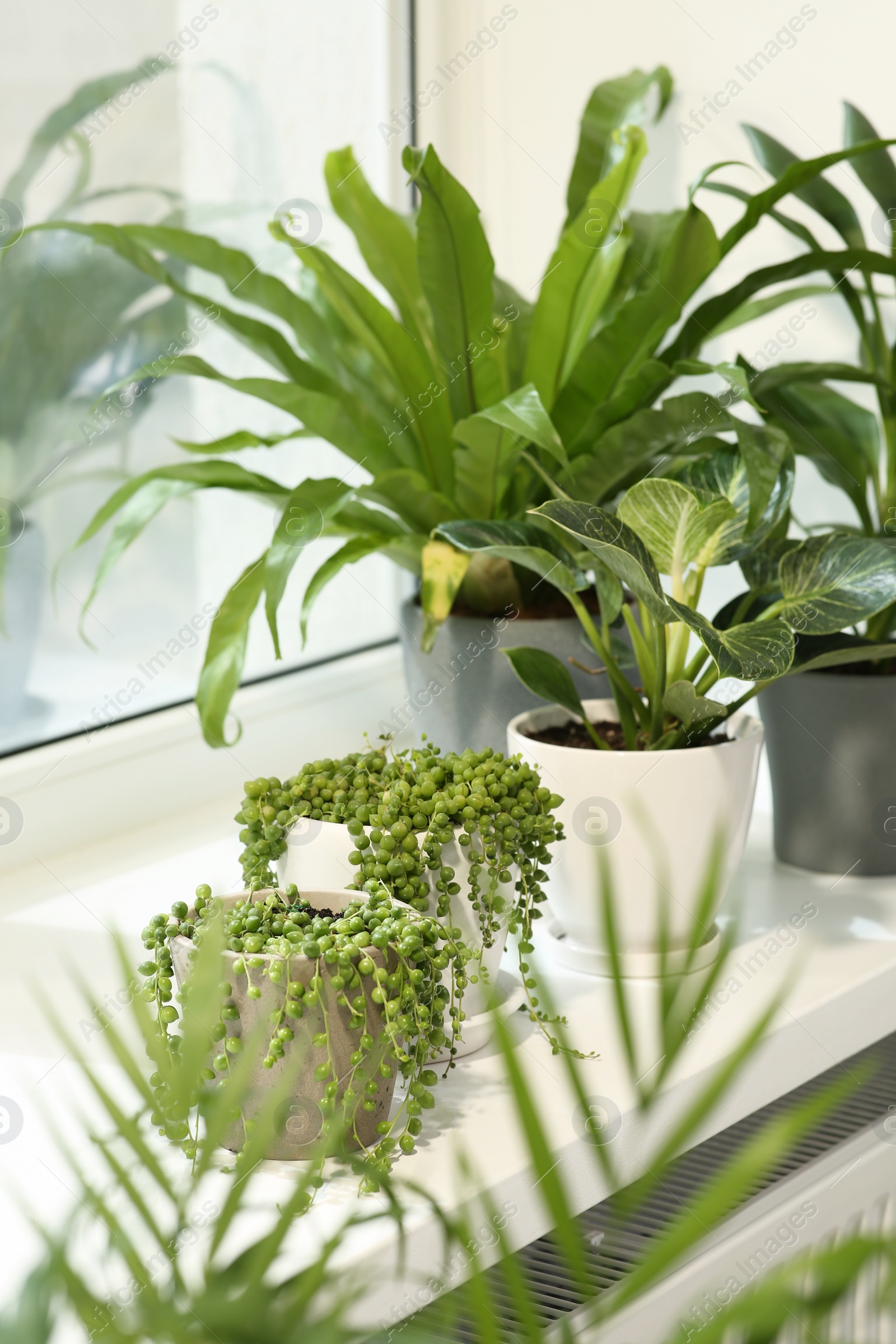 Photo of Many different potted plants on windowsill indoors