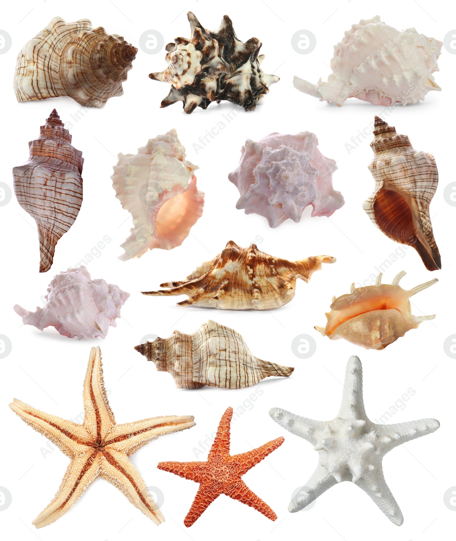 Image of Collection of different beautiful sea stars and shells on white background