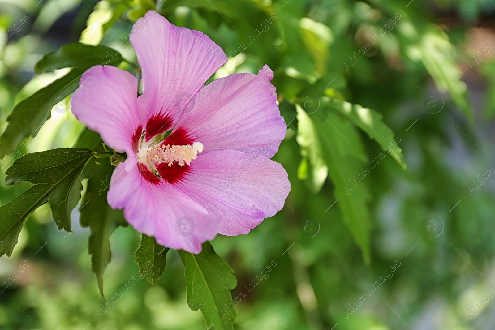 Photo of Beautiful tropical Hibiscus flower on bush outdoors