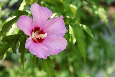 Photo of Beautiful tropical Hibiscus flower on bush outdoors