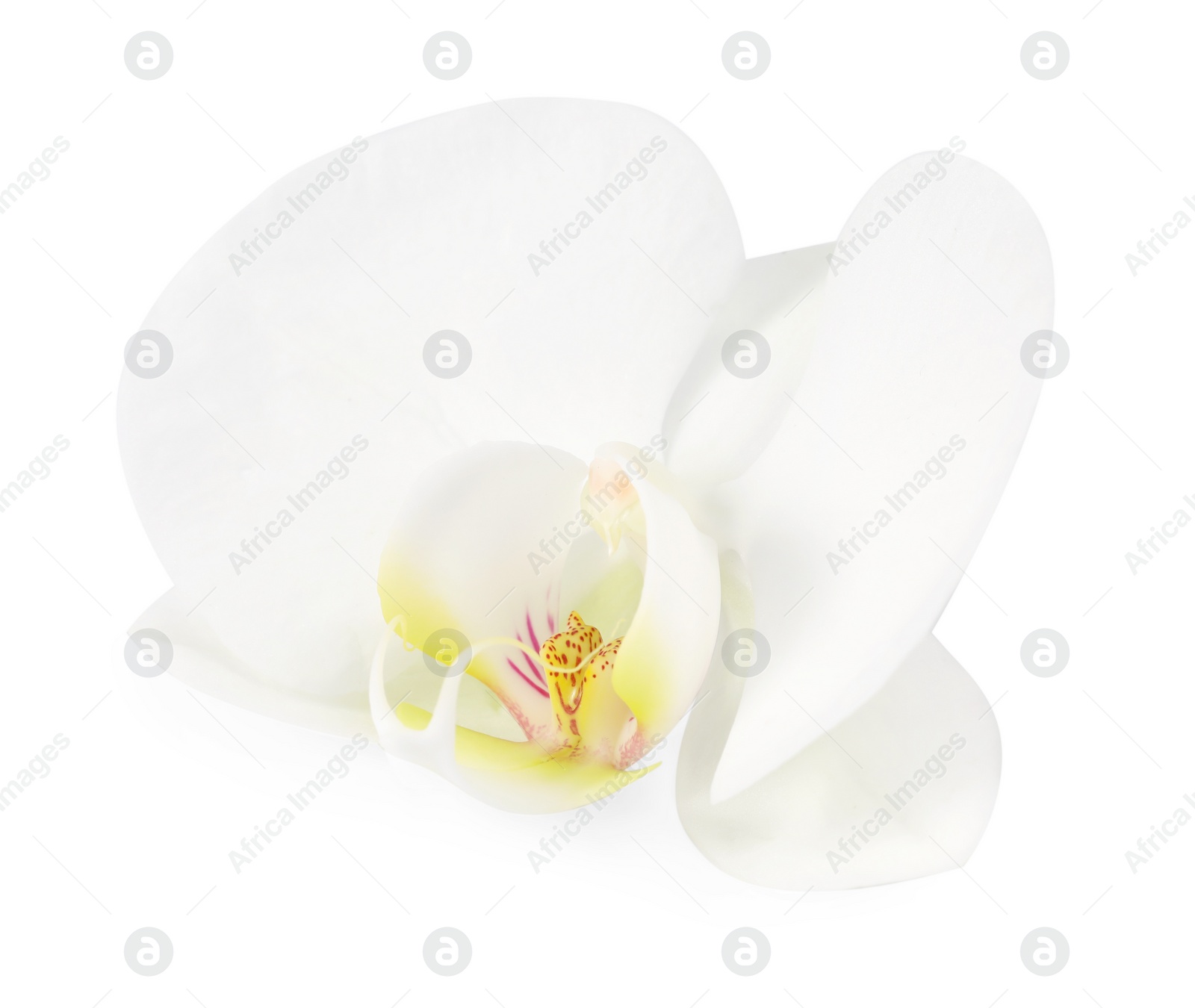 Photo of One beautiful orchid flower isolated on white