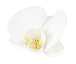 Photo of One beautiful orchid flower isolated on white