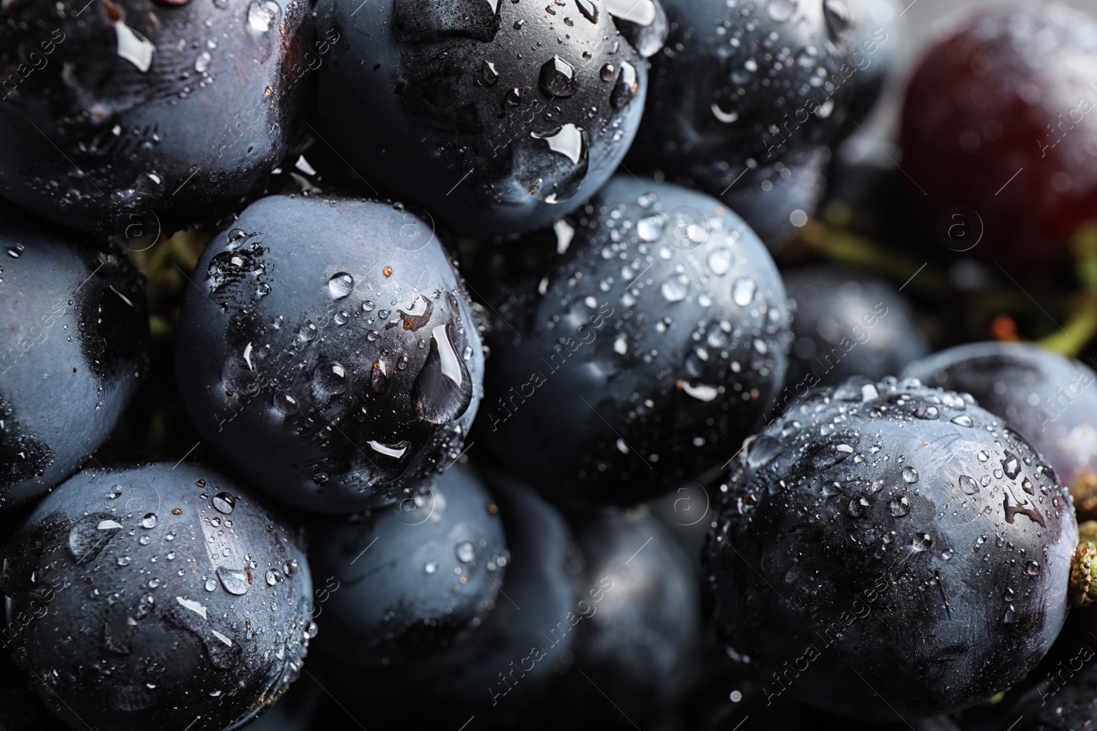 Photo of Fresh ripe juicy black grapes as background, closeup view