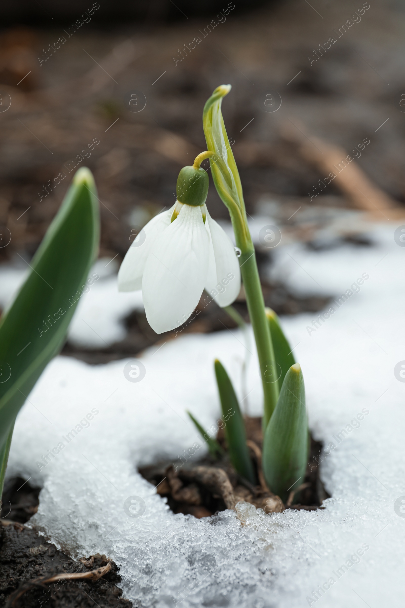 Photo of Beautiful blooming snowdrops growing outdoors. Spring flowers