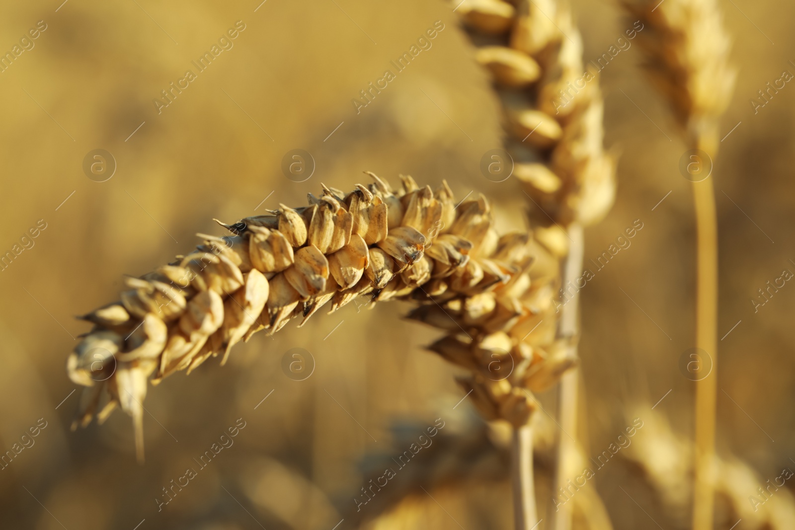 Photo of Ears of wheat on blurred background, closeup