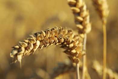 Photo of Ears of wheat on blurred background, closeup