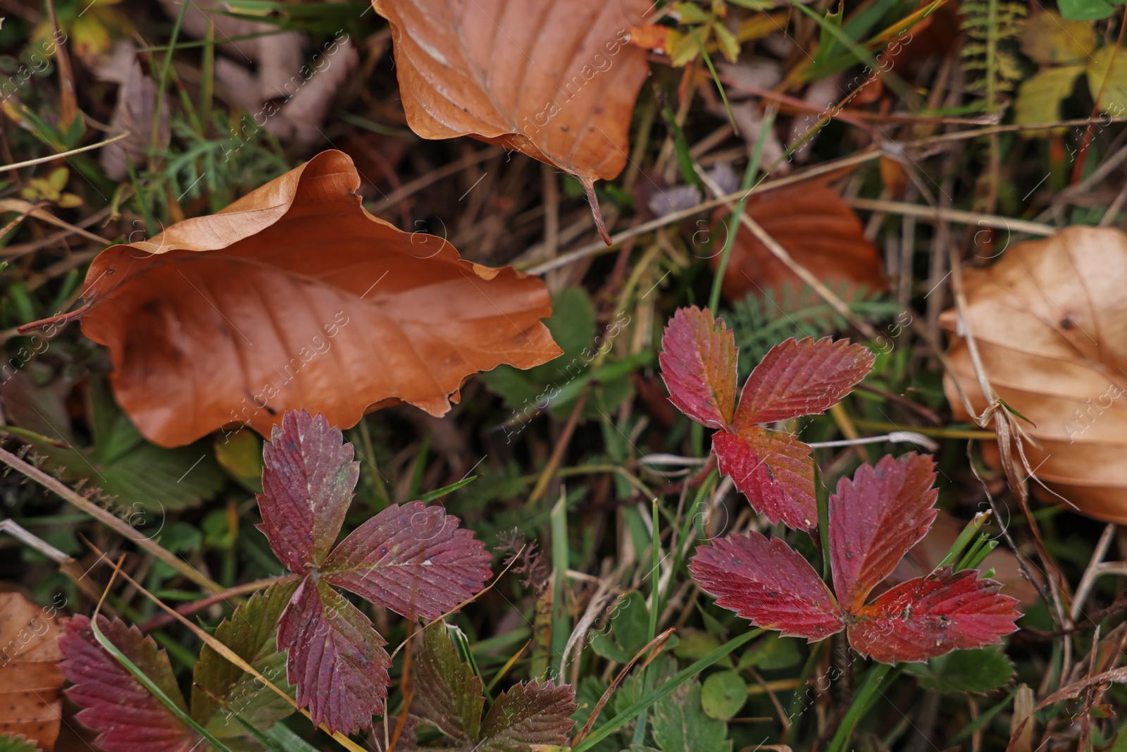 Photo of Wild strawberry and fallen leaves outdoors on autumn day