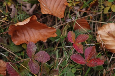 Wild strawberry and fallen leaves outdoors on autumn day