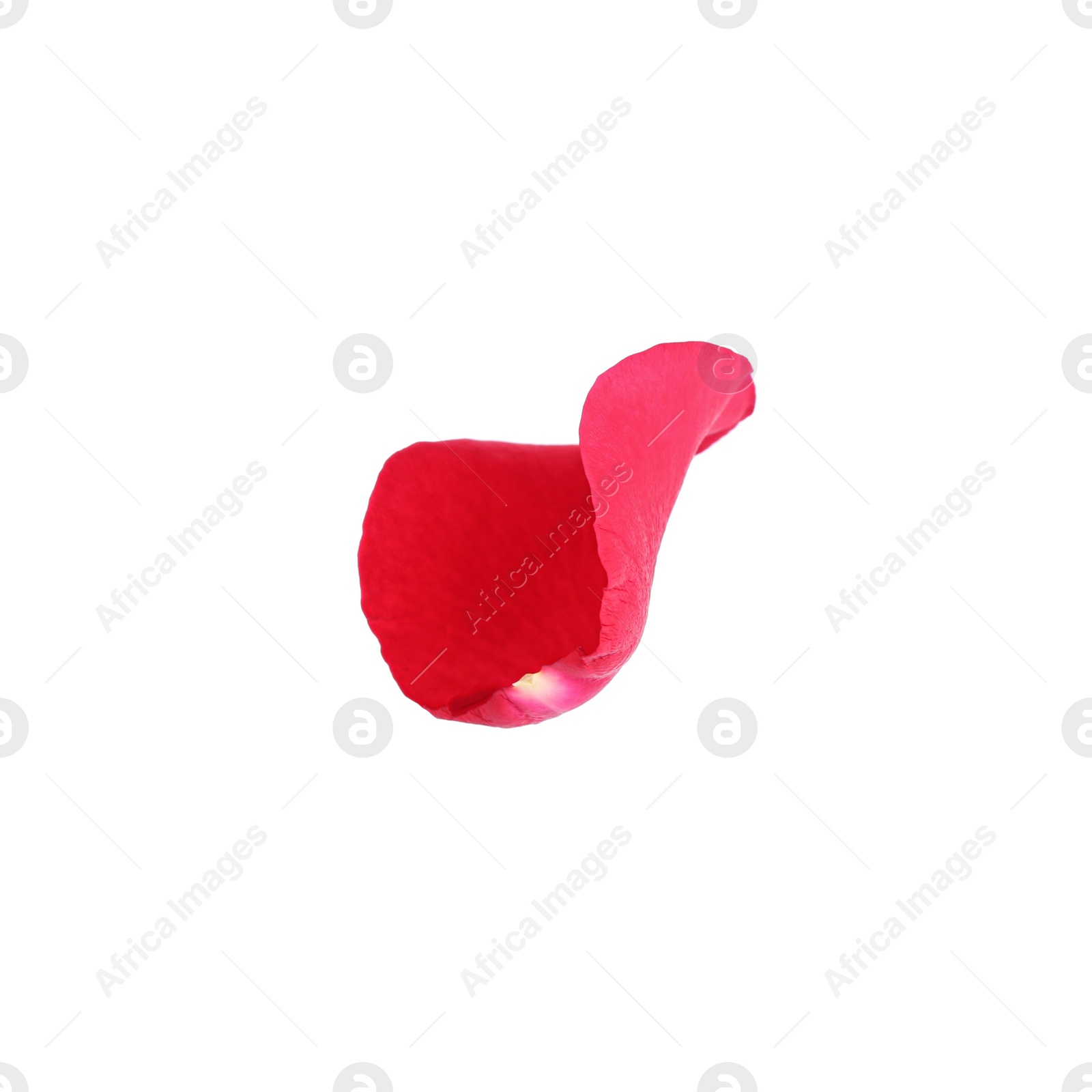 Photo of Tender red rose petal isolated on white