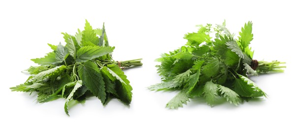 Image of Bunches of stinging nettles on white background, collage