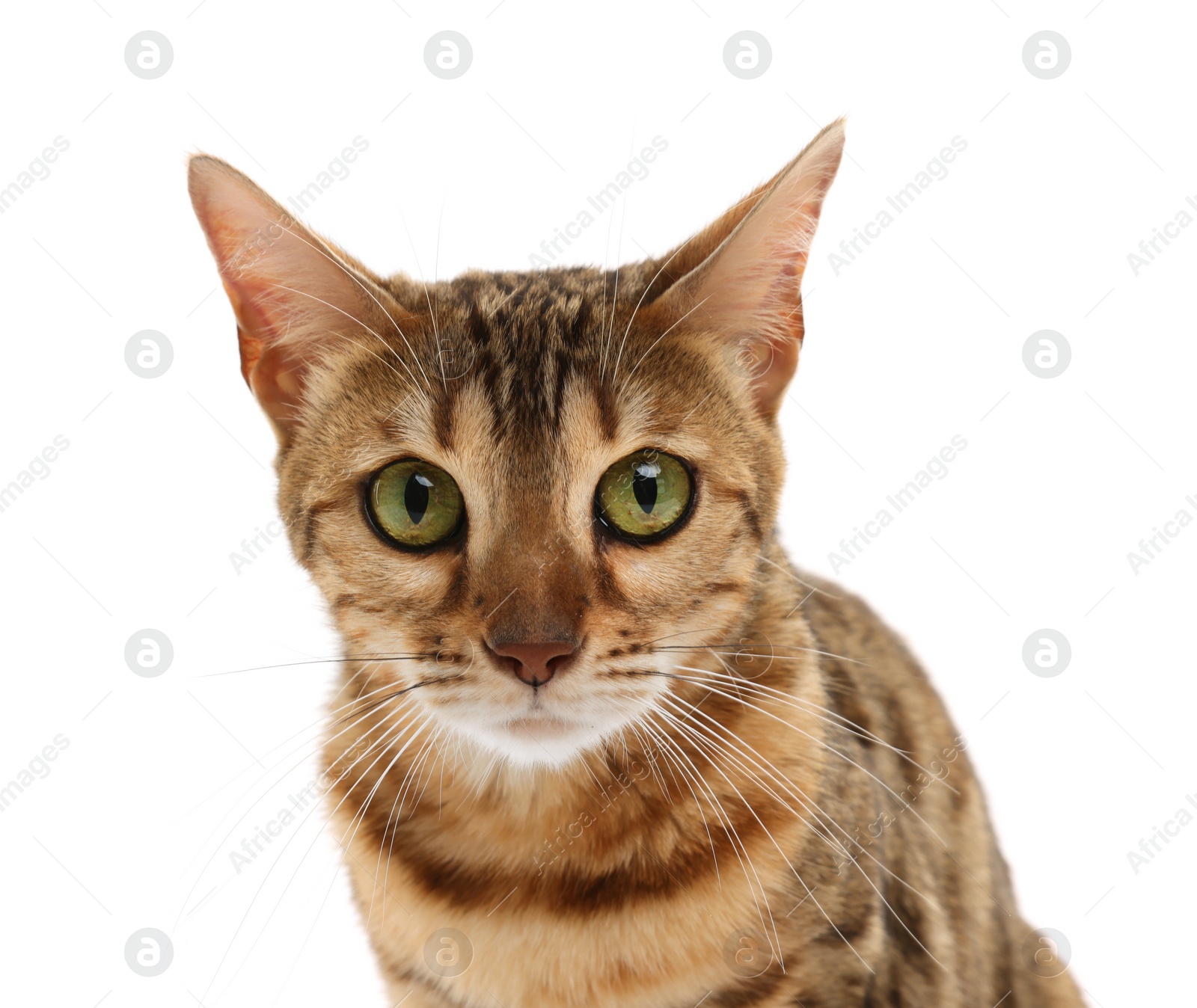 Photo of Cute Bengal cat on white background. Adorable pet