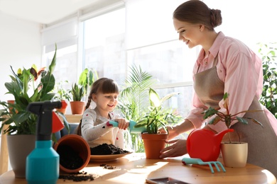 Photo of Mother and daughter taking care of home plants at table indoors