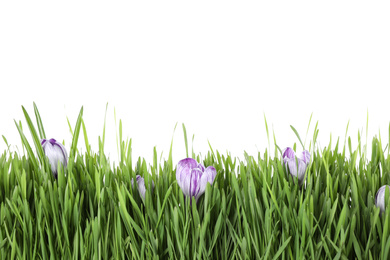 Fresh green grass and crocus flowers on white background. Spring season