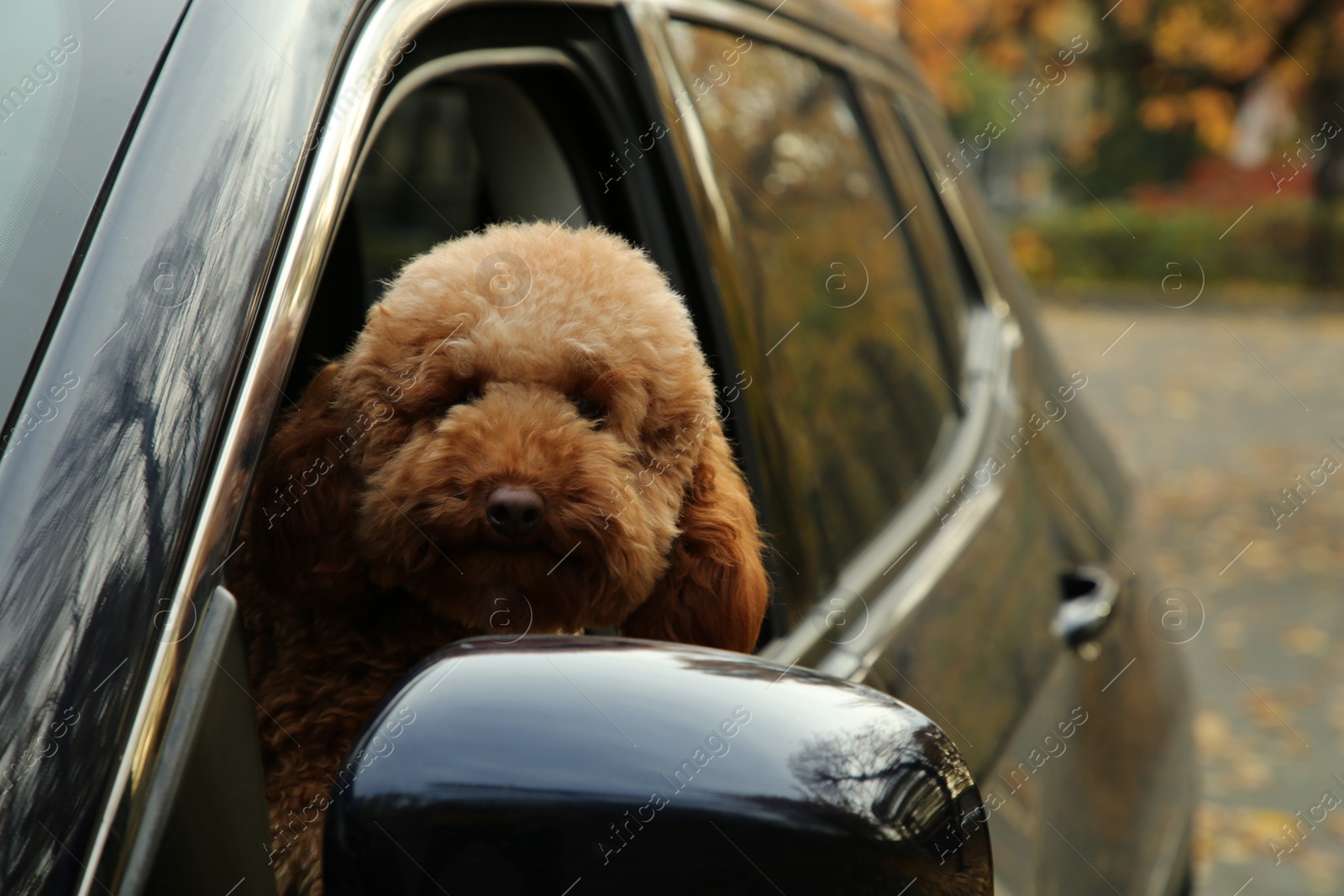 Photo of Cute dog inside black car, view from outside. Space for text