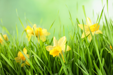Photo of Bright spring grass and daffodils with dew against blurred background