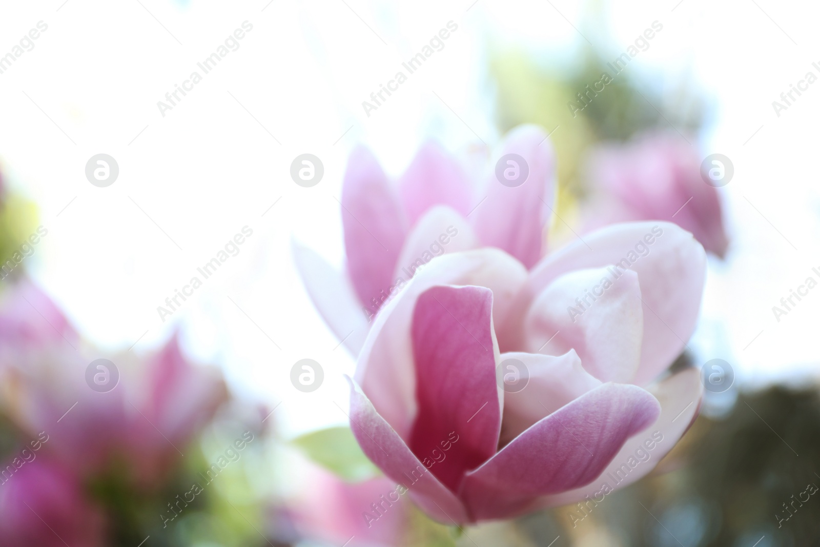 Photo of Magnolia tree with beautiful flowers outdoors, closeup. Amazing spring blossom