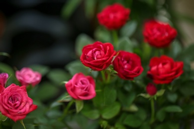 Photo of Beautiful blooming roses, closeup