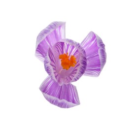 Photo of Beautiful fresh crocus flower isolated on white