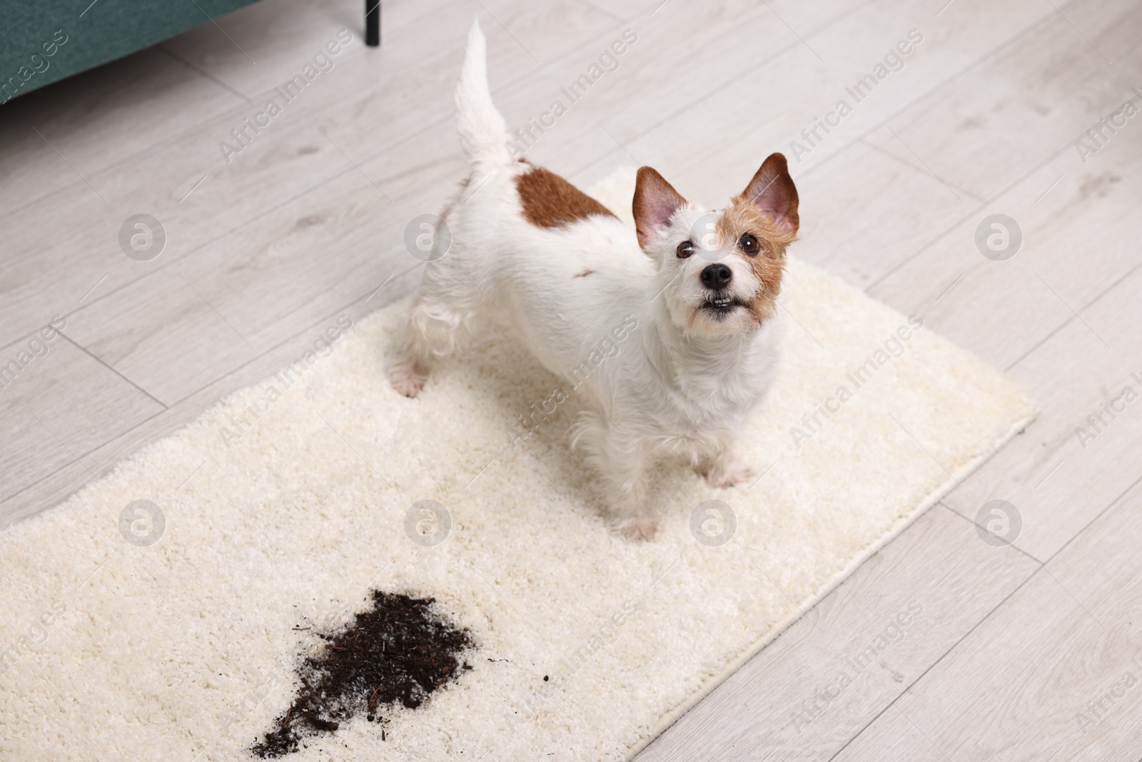 Photo of Cute dog near mud stain on rug indoors