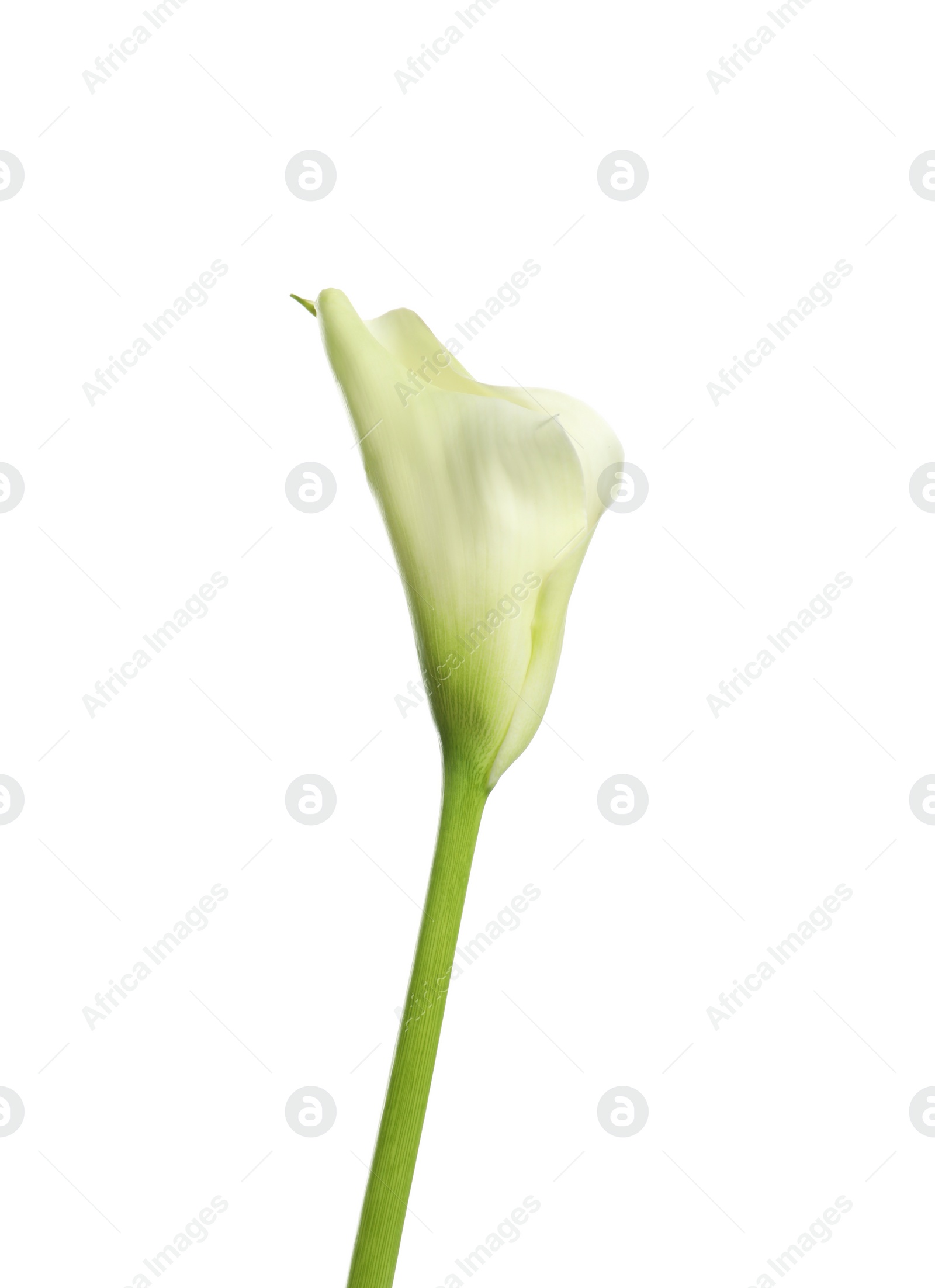 Photo of Beautiful calla lily flower on white background