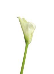 Photo of Beautiful calla lily flower on white background