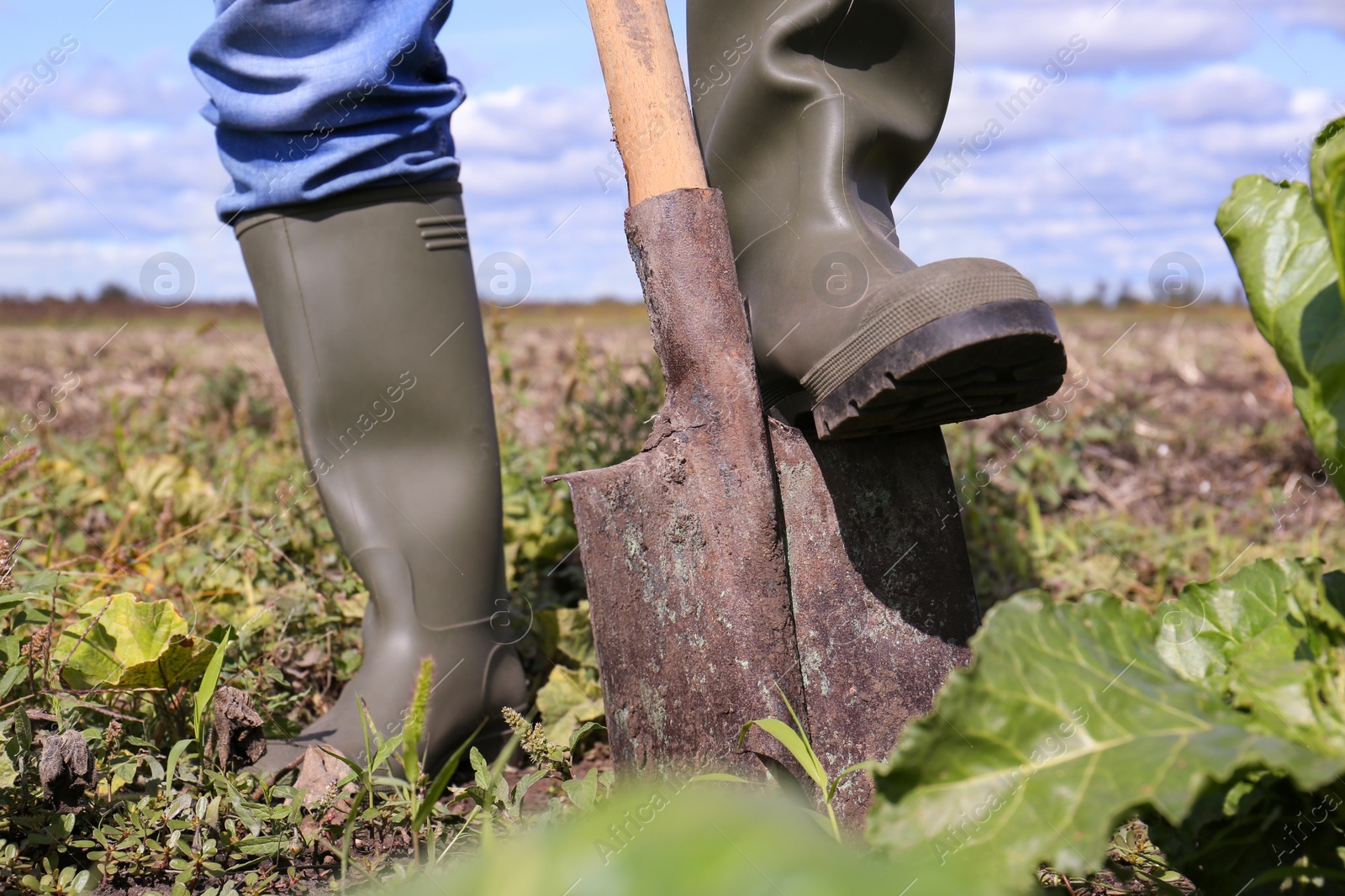 Photo of Man digging soil with shovel in beet field, closeup