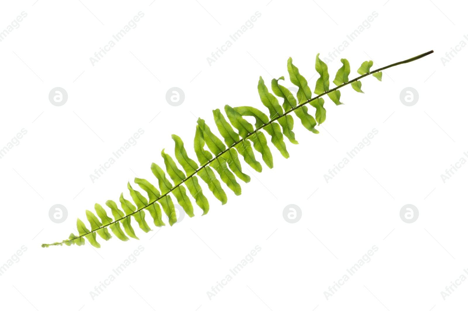 Photo of Beautiful tropical fern leaf isolated on white