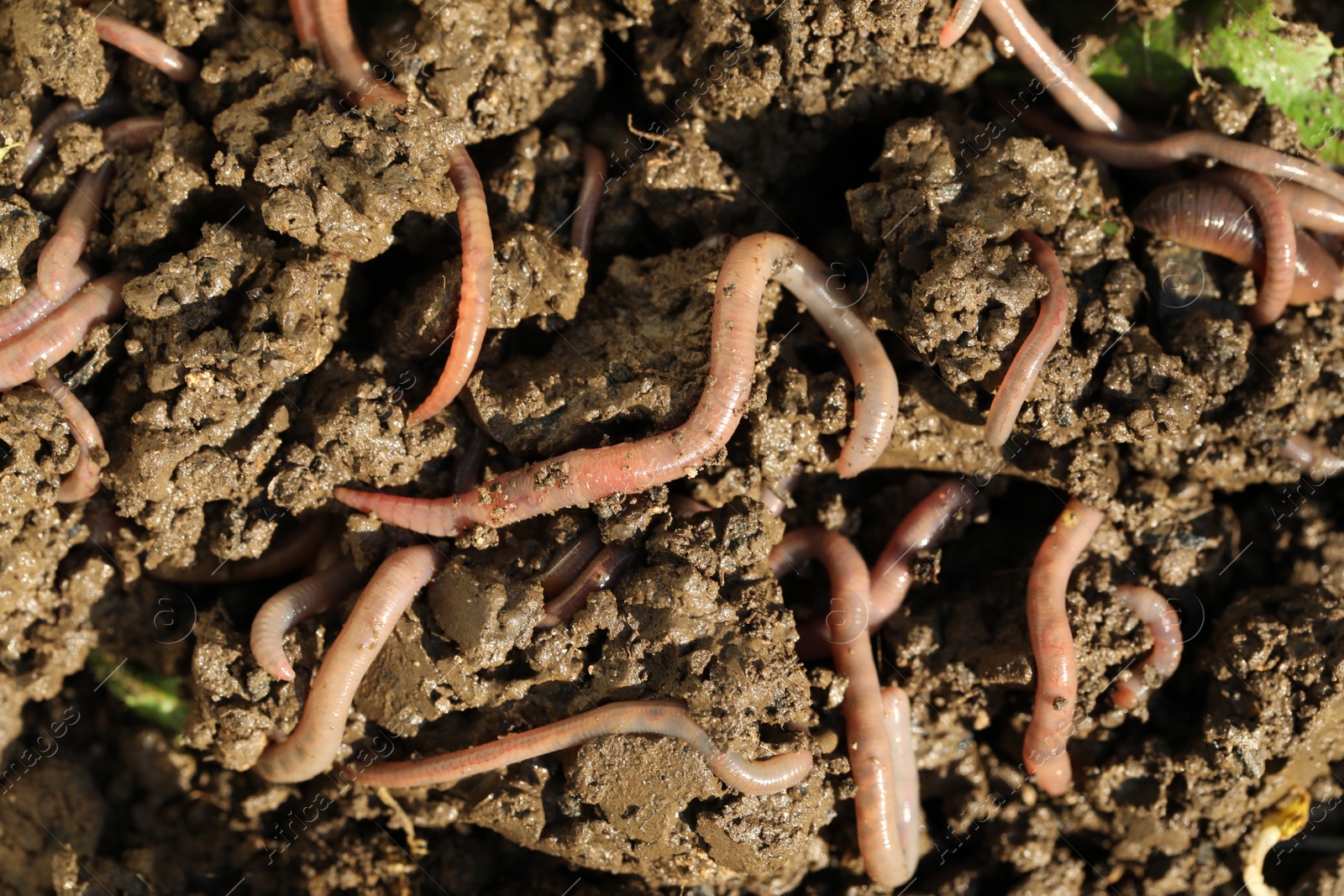 Photo of Many worms crawling in wet soil on sunny day, closeup