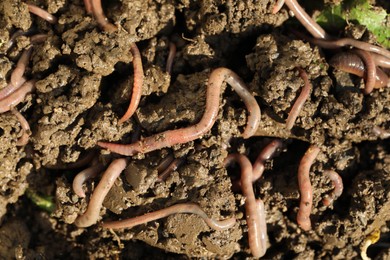Photo of Many worms crawling in wet soil on sunny day, closeup
