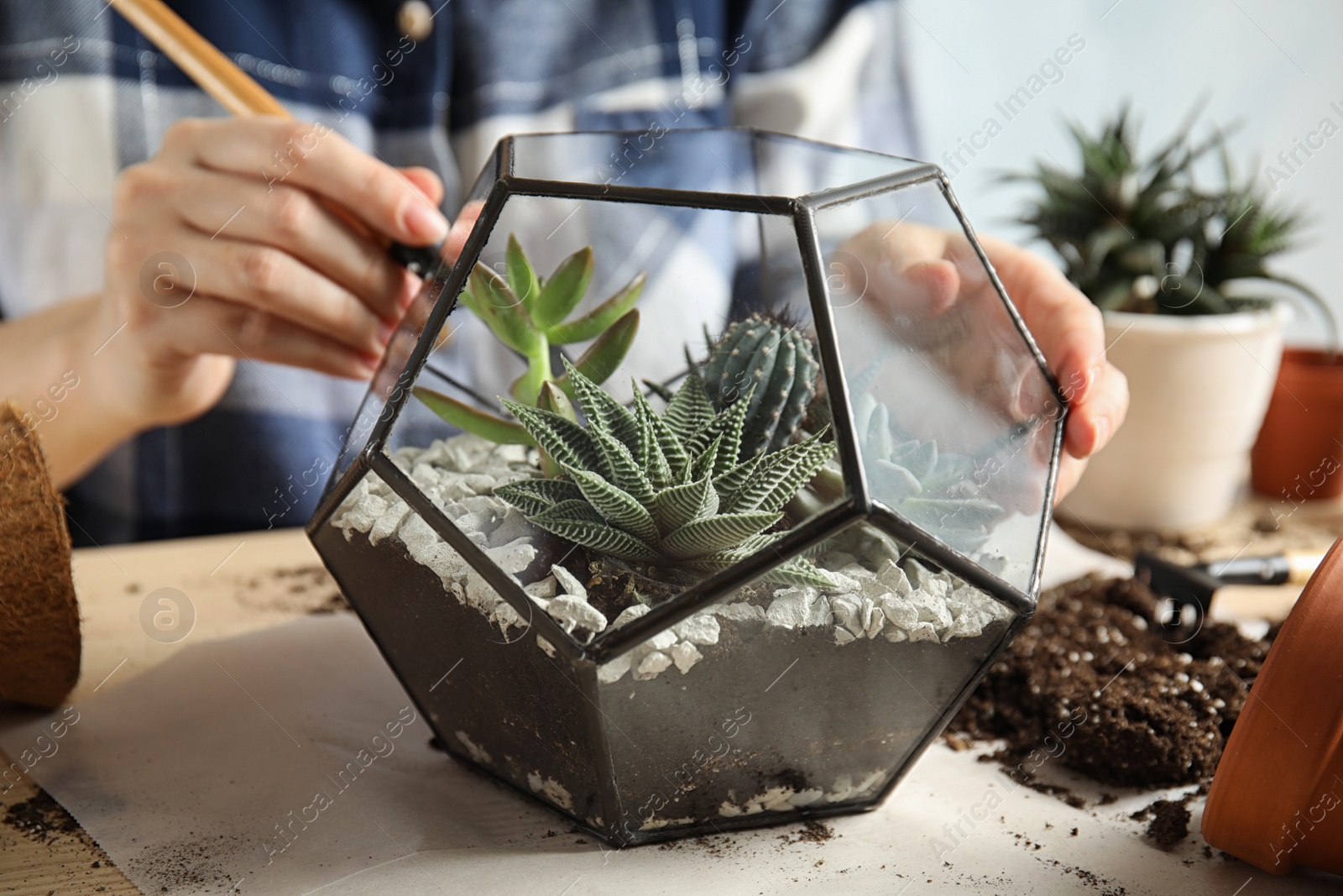 Photo of Woman transplanting home plants into florarium at table, closeup